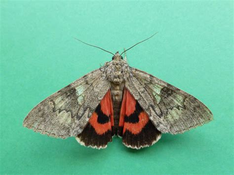 Moth – Noctuidae (Catocalinae) – Doncaster Naturalists' Society