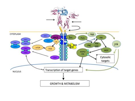 Figure 2. [Growth hormone binding to the...]. - Endotext - NCBI Bookshelf