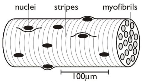 Muscle cells. Biology Resources, Physiology, Anatomy, Massage, Cell, Muscle, Science, Basic ...