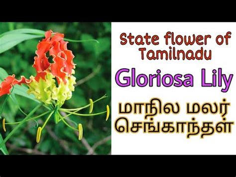 Tamil Nadu State Flowers Name In - Home Alqu