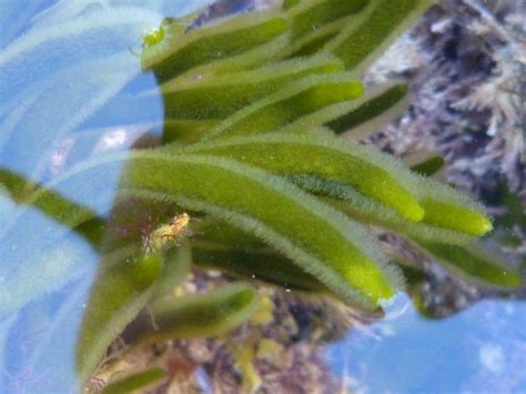 How and When to Harvest Green Seaweeds - Wild Walks Southwest