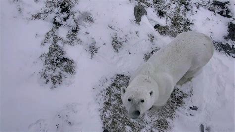 Live Polar Bear Cam - Hudson Bay Canada | Explore.org