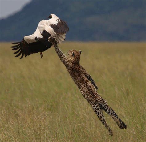 This Photo of a Leopard trying to catch its prey : r/BeAmazed