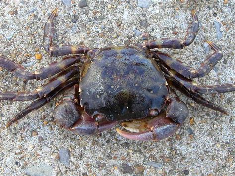 Invasive Species: Asian Shore Crab