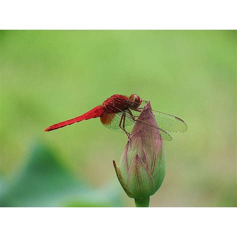 Red Dragonfly - Learn About Nature