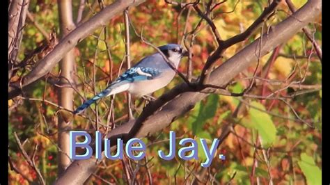 Blue Jay Sounds. #bird - YouTube