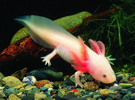 Axolotls Aka Axies Mexican Salamander Axolotl Animals Axolotl Cute | Images and Photos finder