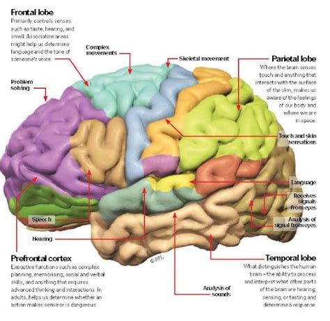 Functions of The Cerebral Cortex, Frontal lobe, Prefrontal cortex, Parietal lobe, Temporal lobe ...