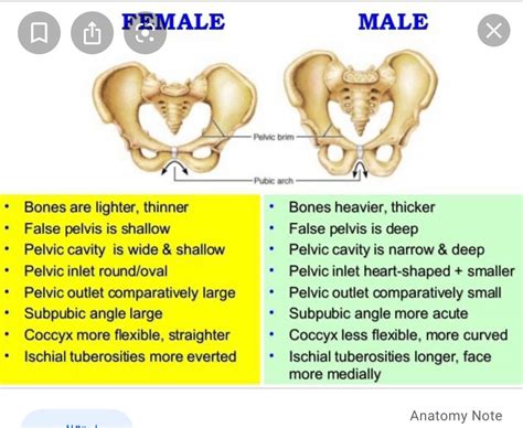 Pelvic Bone Anatomy X Ray | My XXX Hot Girl