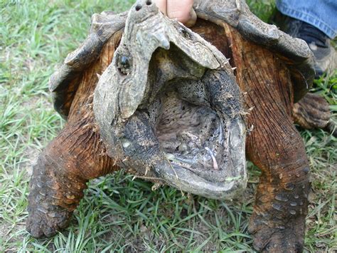 Rarrr. | Loggerhead, aka alligator snapping turtle | hspauldi | Flickr