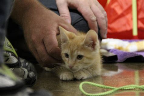 Humane Society Launches Oceanside Facility | Oceanside, CA Patch