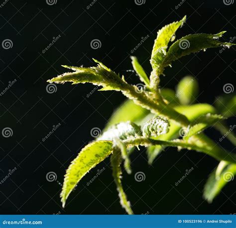 Aphid Infestation . stock photo. Image of cultivated - 100523196