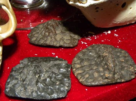 alligator scutes - Members Gallery - The Fossil Forum