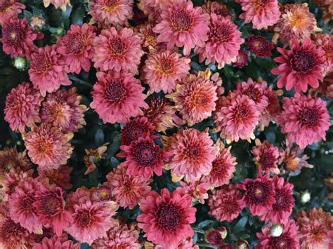 Growing Chrysanthemum from Seeds | HGTV