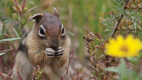 Research Shows Squirrels Have Personalities - Pest Control Technology