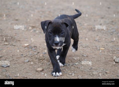 Black pitbull hi-res stock photography and images - Alamy