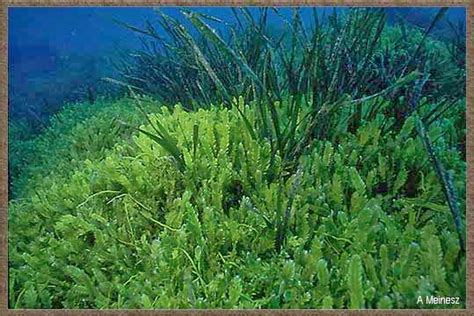 Catalogue of Organisms: Caulerpa: Sea Grapes, Feather Algae and Other Variations on a Tube