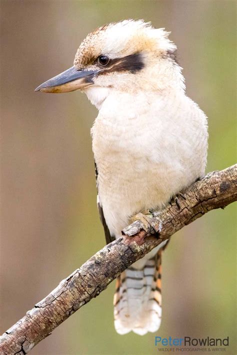 Laughing Kookaburra - Peter Rowland Photographer & Writer