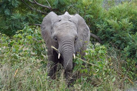 African Elephant Kruger National Park Alone in the Wilderness Stock Photo - Image of wildlife ...