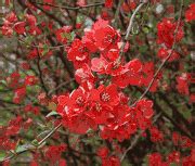 Flowering Quince Seeds, Chaenomeles lagenaria Seeds