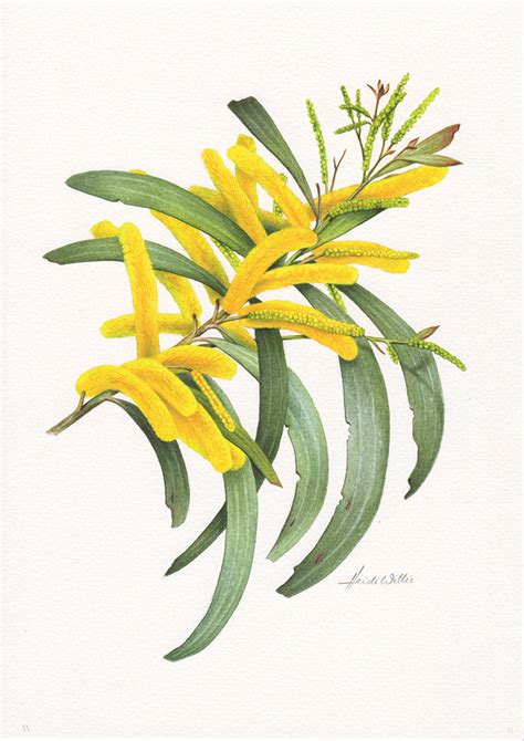 An illustrated guide to Australia's marvellous wattle | Australian ...