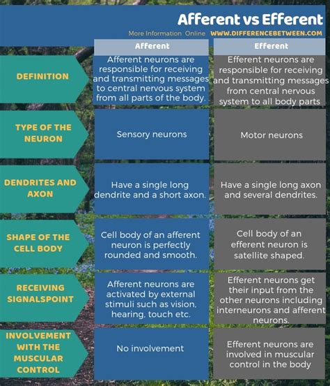 Difference Between Afferent and Efferent | Compare the Difference Between Similar Terms