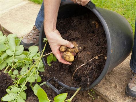 Growing Potatoes In Containers: How To Grow Potatoes In A Pot