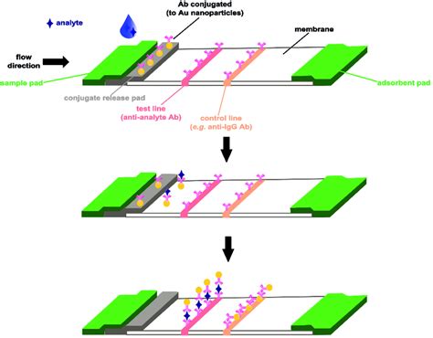 An example of a lateral flow immunoassay test platform (adapted from... | Download Scientific ...