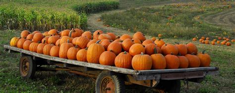 HD Pumpkin Patch Halloween Autumn For Desktop Wallpaper | Download Free ...