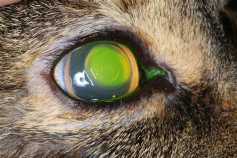 Cat Eye Ulcer Symptoms - Cat Meme Stock Pictures and Photos