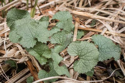 Invasive, Edible Garlic Mustard (Alliaria petiolata)