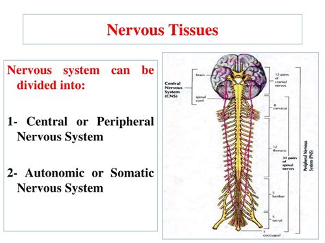 PPT - Nervous system can be divided into: 1- Central or Peripheral Nervous System PowerPoint ...