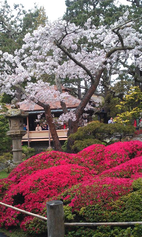 Cherry blossoms in bloom at Japanese Tea Garden in Golden Gate Park | Japanese garden, Japanese ...