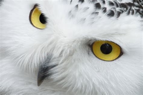 eyes, Animals, Beak, Birds, Feathers, Nature, Portrait, Snowy Owl, Owl, White, Wildlife ...