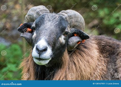 Goat with a curious look stock image. Image of mammal - 128167931