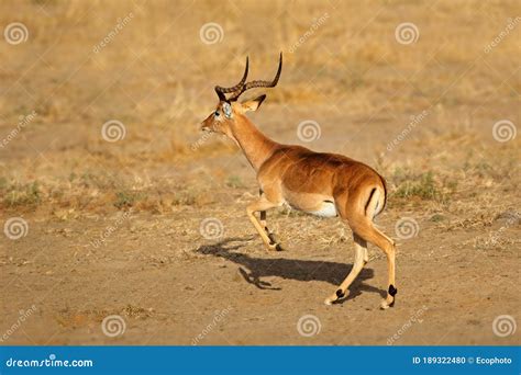 Impala Antelope Running - Kruger National Park Stock Photo - Image of alert, male: 189322480