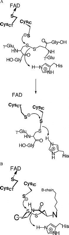 A) Thiol/disulfide exchange reaction between GR and bound GSSG. The ...