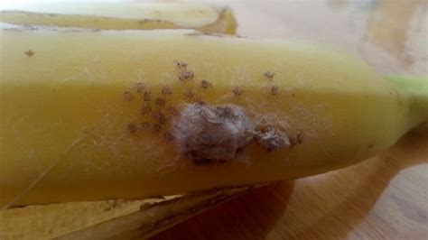 Have You Checked Your Bananas for Spiders? [Video] – Guardian Liberty Voice