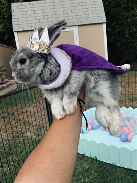 Bunny costume Bunny Halloween Costume, Easter Bunny Costume, Rabbit ...