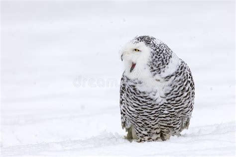 Snowy Owl, Bubo Scandiacus, Perched in Snow during Snowfall. Arctic Owl with Open Beak while ...