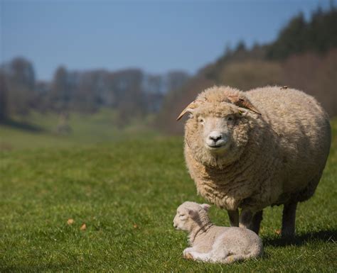 Happy Spring! Baby lamb at Stourhead, Wiltshire [OC] : r/CasualUK