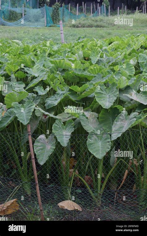 Taro Plant on farm for harvest are cash crops Stock Photo - Alamy