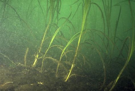 Eelgrass Habitat