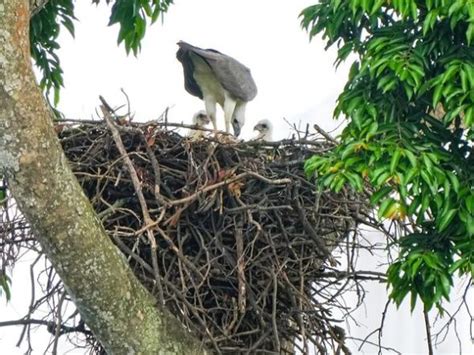 White-bellied sea eagle nest - Bird Ecology Study Group