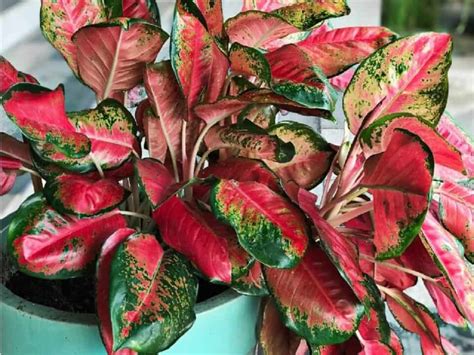 10 Best Houseplants With Red Leaves - Who Are They?