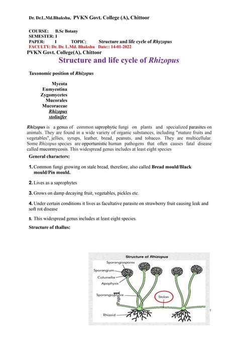 RHIZOPUS STRUCTURE REPRODUCTION AND ECONOMIC IMPORTANCE by Dr. L.Md ...