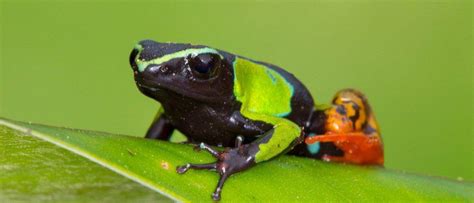 Mantella Frog - A-Z Animals