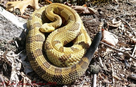 A young yellow phase Timber Rattlesnake found basking in transient habitat | Reptile snakes ...