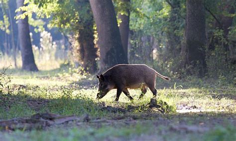 Hog Hunting – Musket Hunting