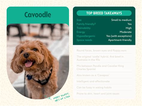 Cavoodle breed insights: care, personality & expert tips | Lyka Blog